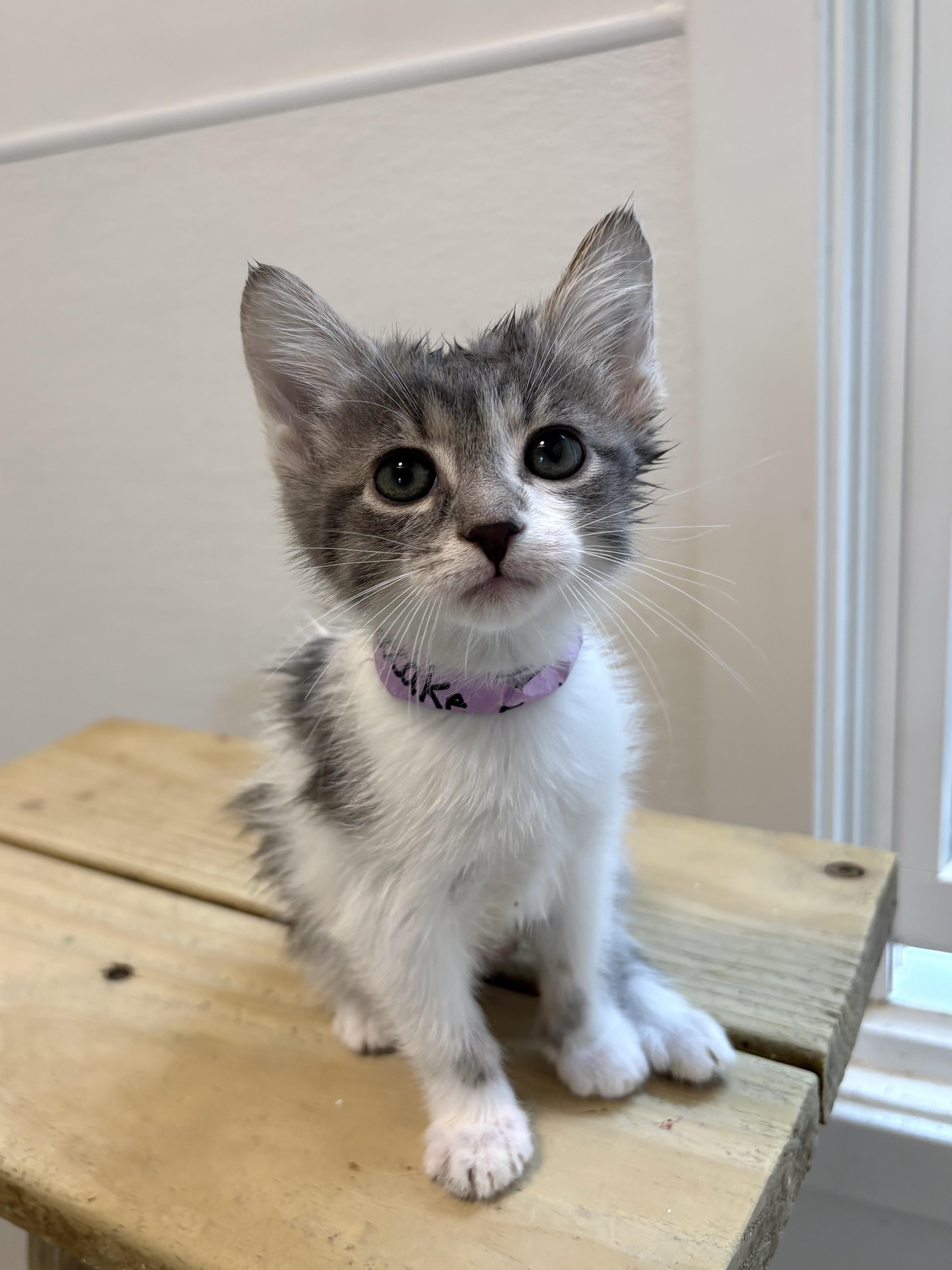 Cheesecake Factory thumbnail 4