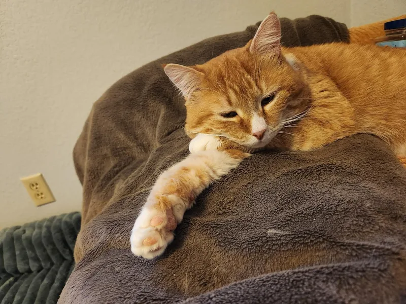 Colby Jack thumbnail 2