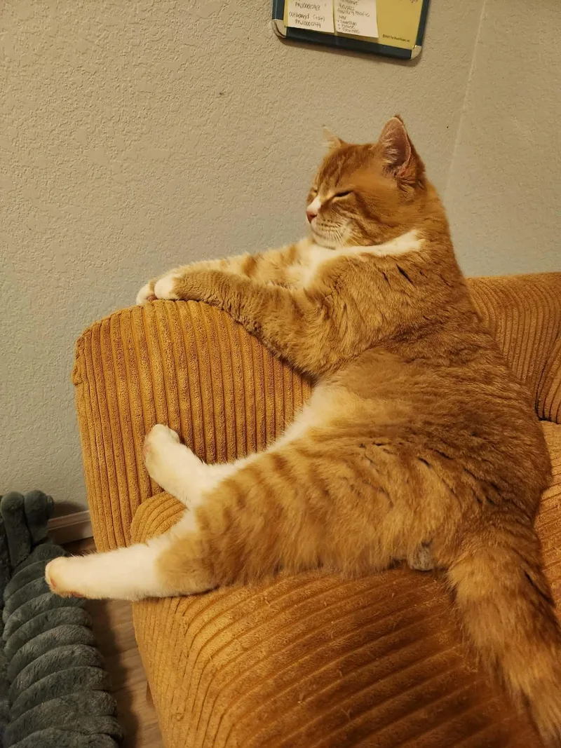 Colby Jack thumbnail 3