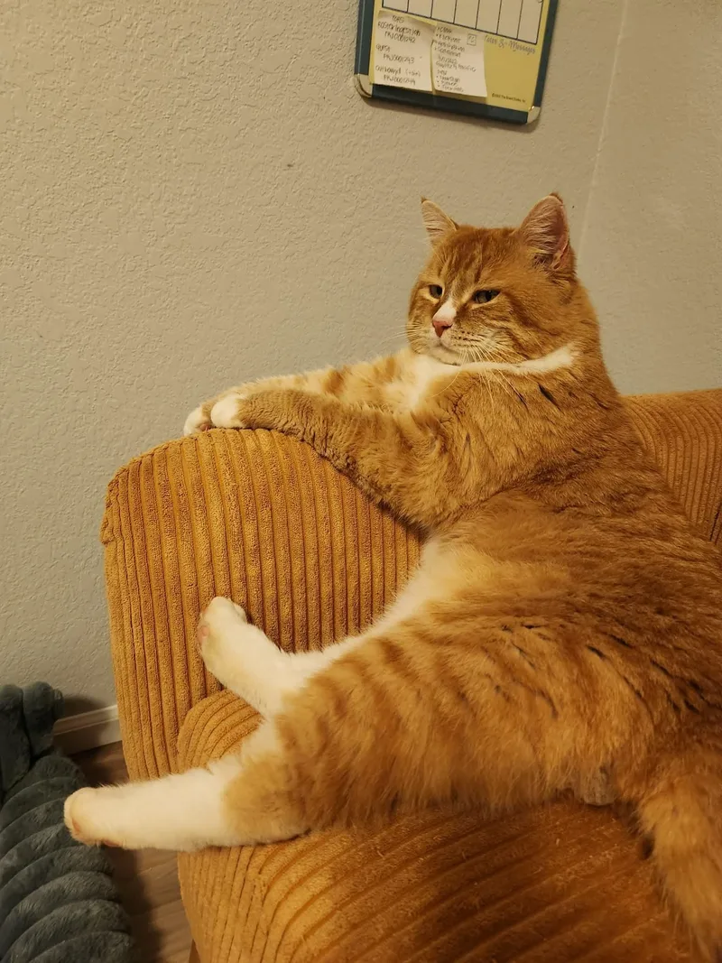 Colby Jack thumbnail 4