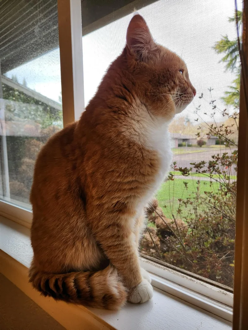 Colby Jack thumbnail 5