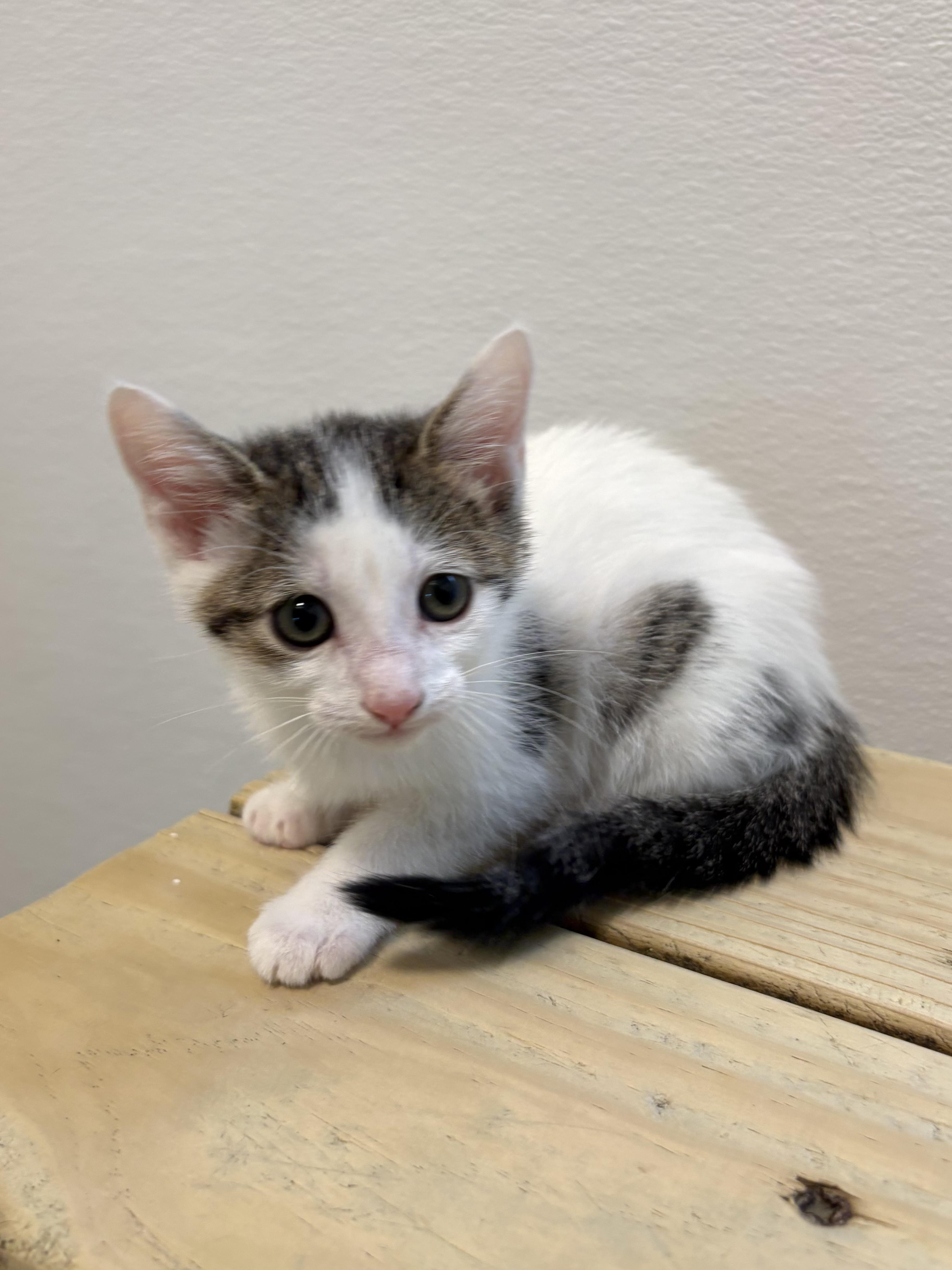 Olive Garden thumbnail 2