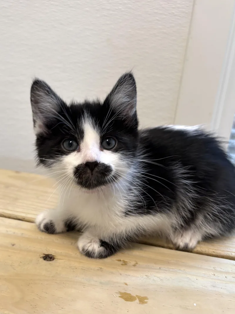 Red Lobster thumbnail 2