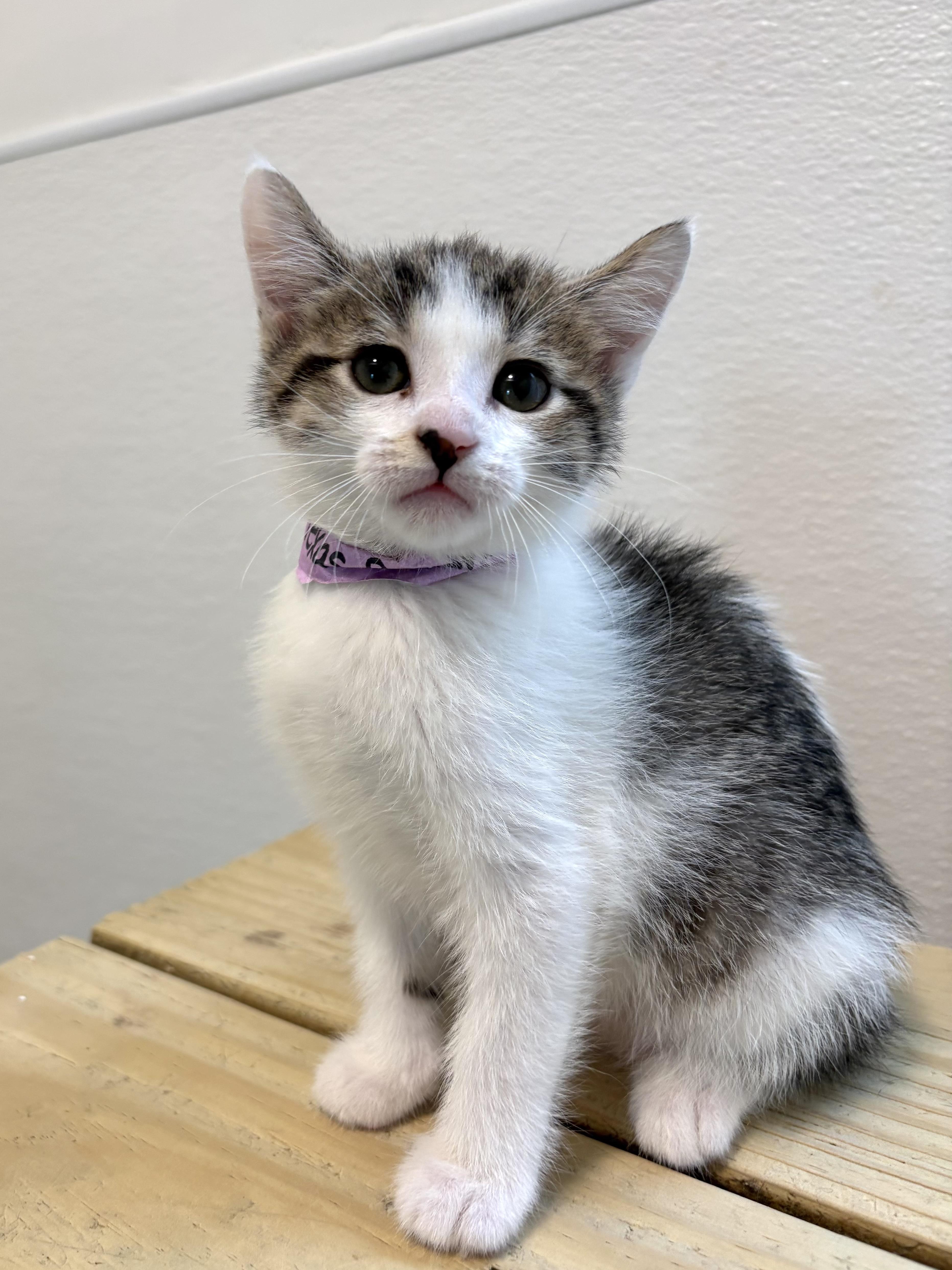 Texas Roadhouse thumbnail 2