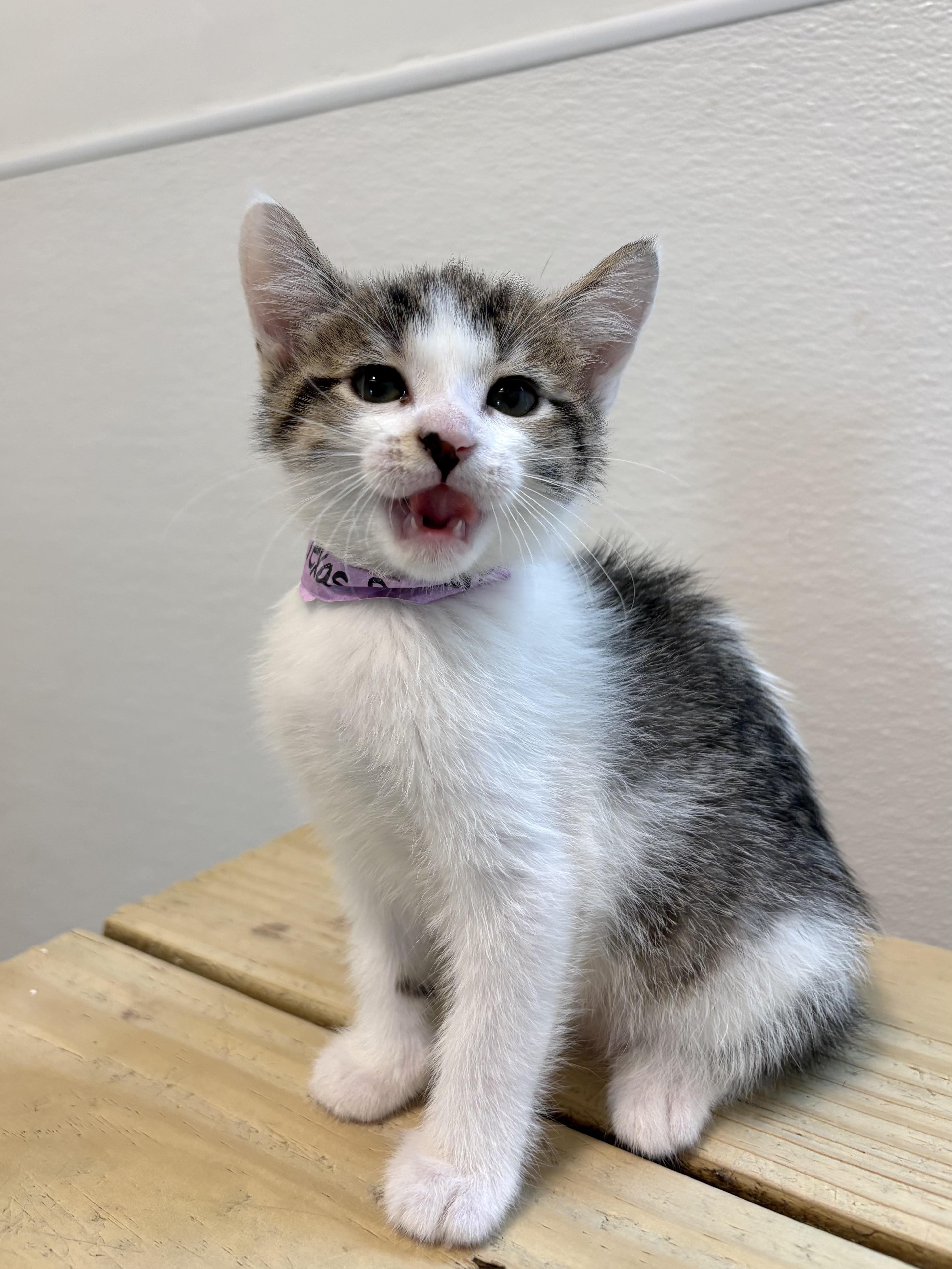 Texas Roadhouse thumbnail 3