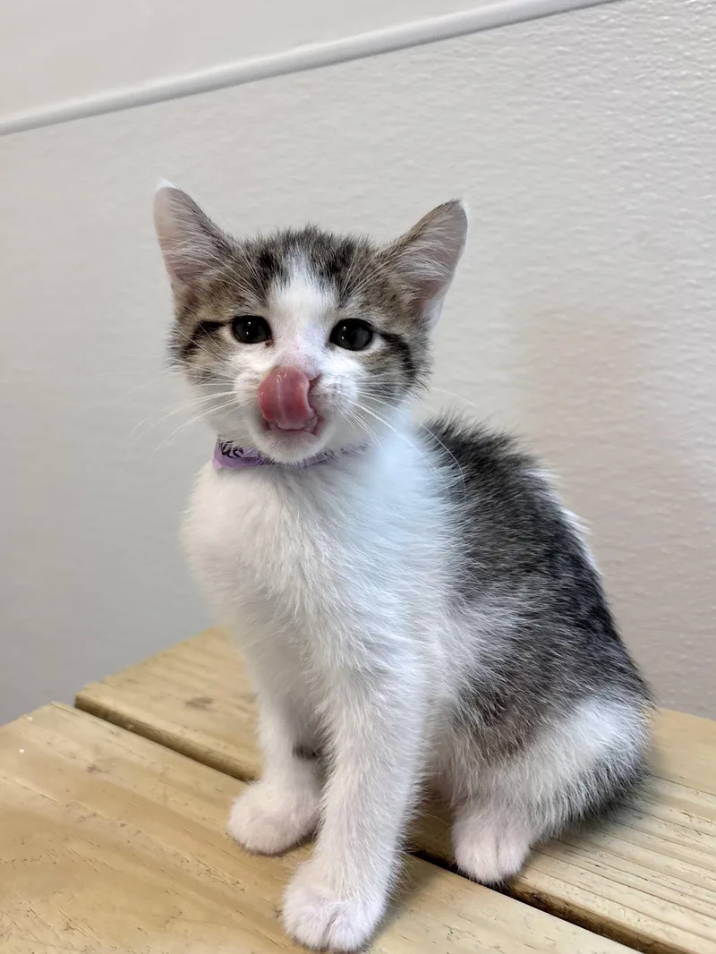 Texas Roadhouse thumbnail 4