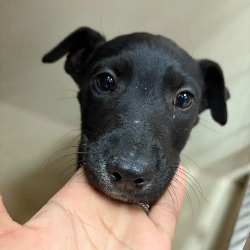 Fwt Huckleberry thumbnail 2