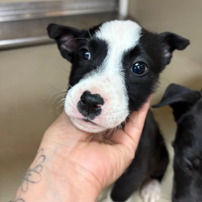 Fwt Nala thumbnail 2