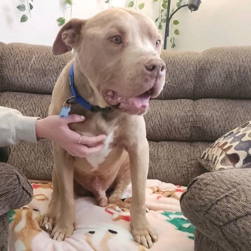 Stanley Butterball thumbnail 2