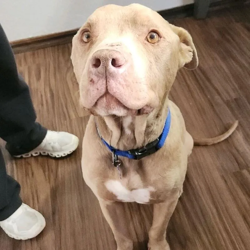 Stanley Butterball thumbnail 3