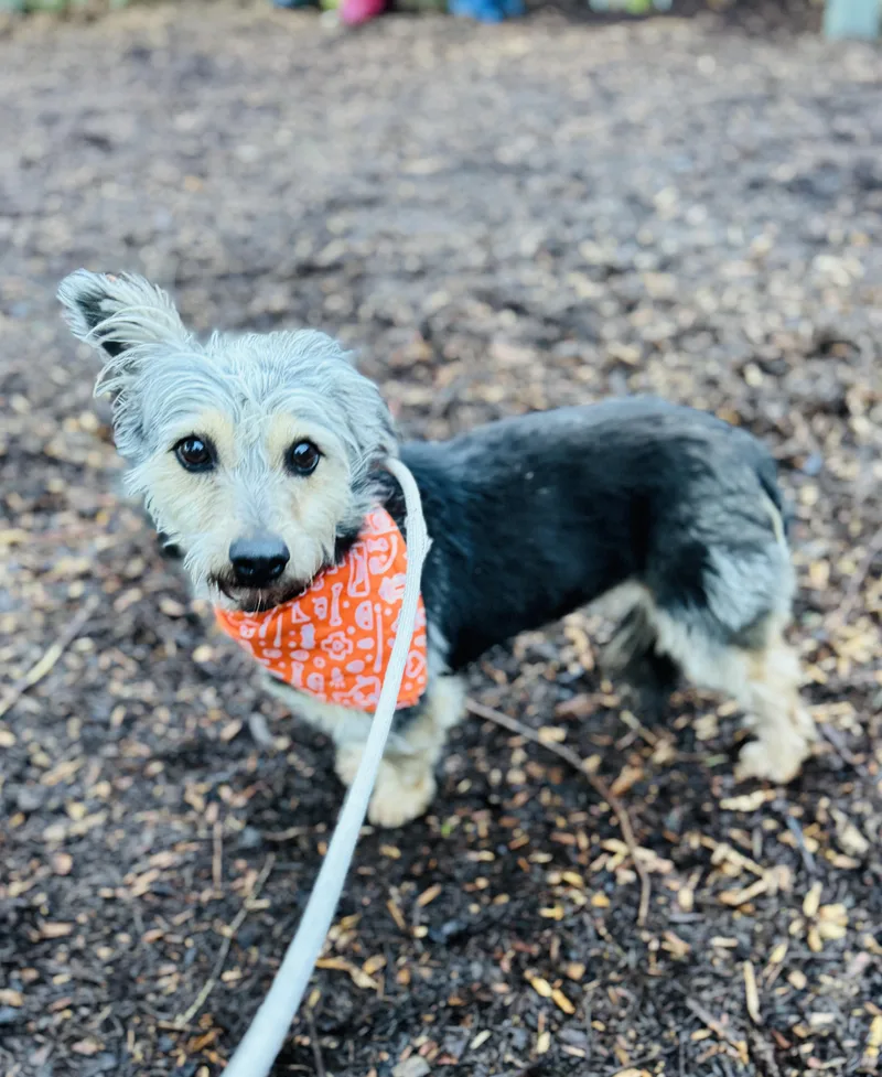 Lilianna thumbnail 4