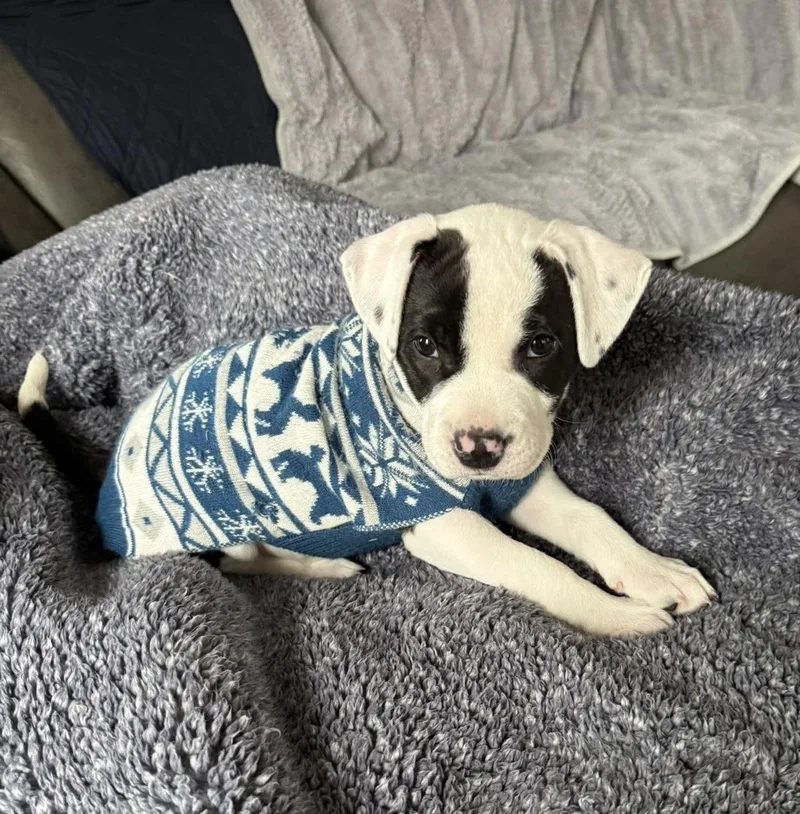 Miss Piggy thumbnail 3