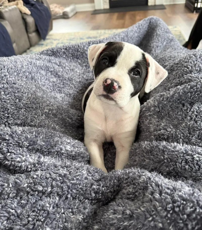 Miss Piggy thumbnail 4