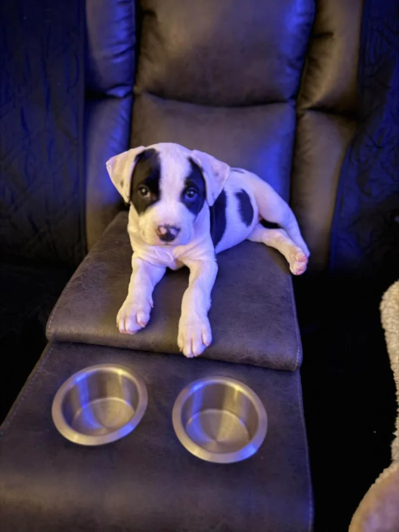 Miss Piggy thumbnail 5