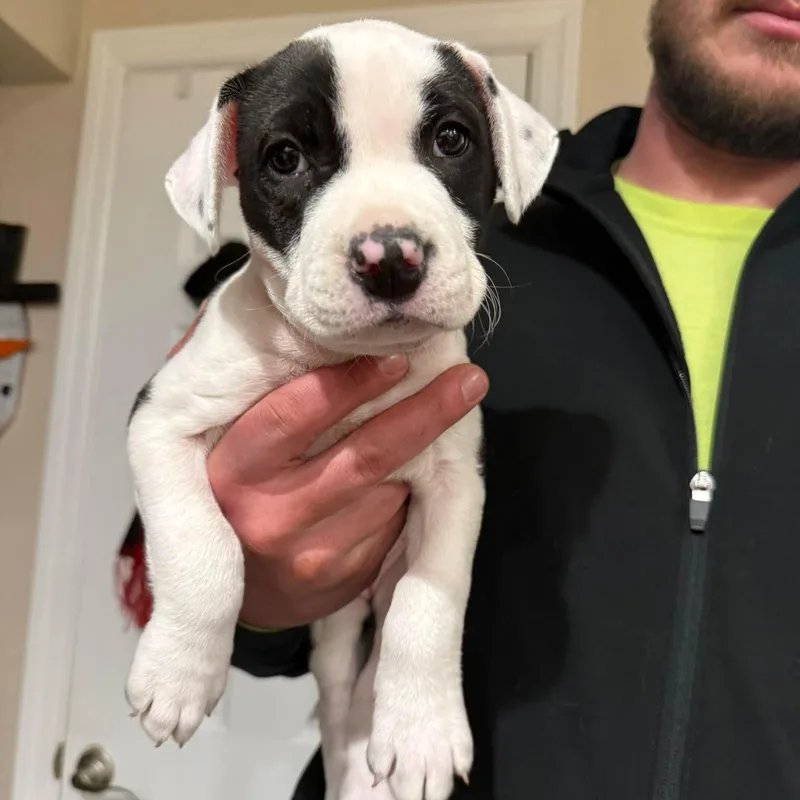 Miss Piggy thumbnail 6