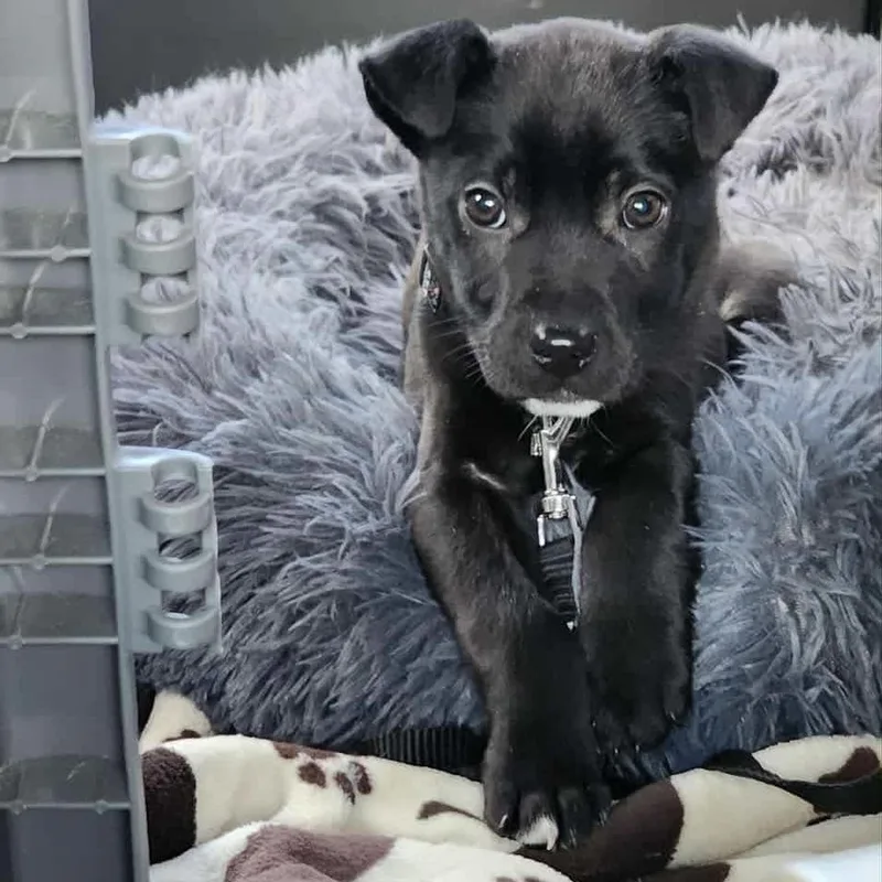 A baby small-sized male Black Rat Terrier dog named Wombat for adoption in Bethlehem, PA