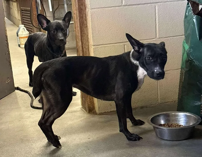 Franco & Brie thumbnail 2