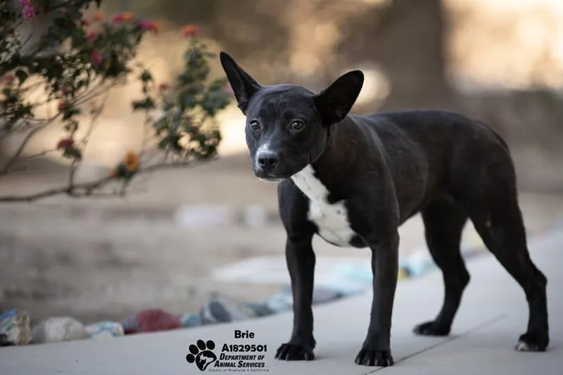 Franco & Brie thumbnail 5