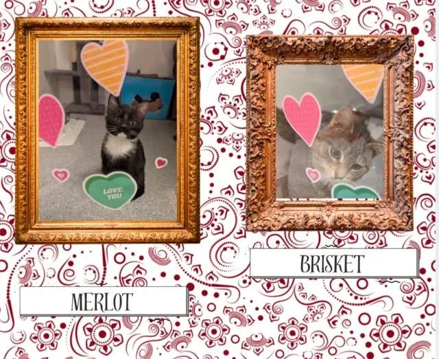 Brisket + Merlot
