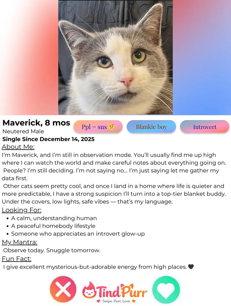 Maverick thumbnail 2