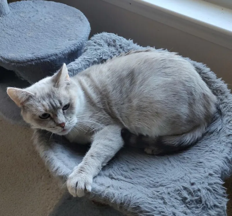 Nala Lb  Petsmart thumbnail 3