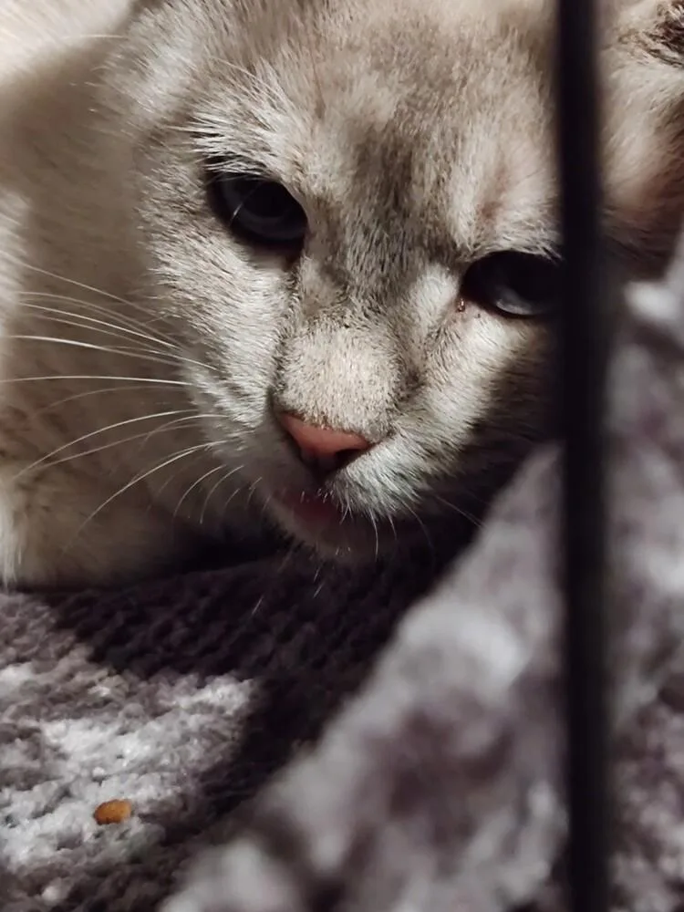 Nala Lb  Petsmart thumbnail 4