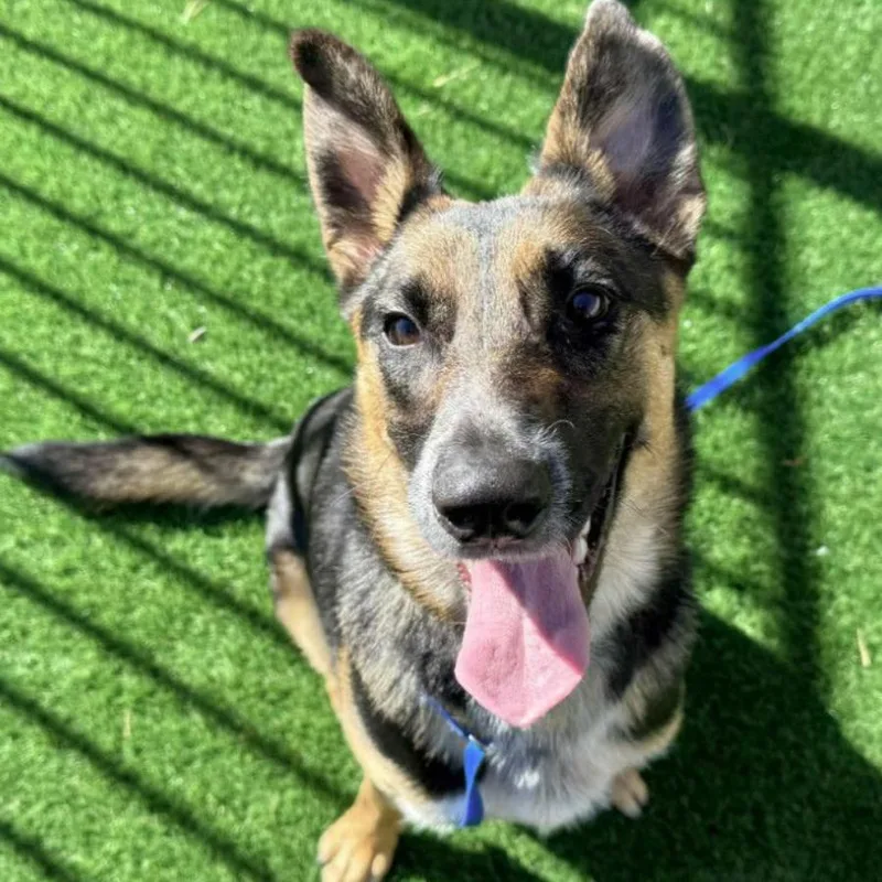 River Aspen thumbnail 2