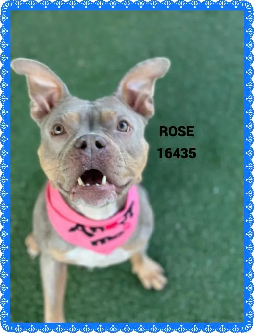 An adult medium-sized female Tricolor (Brown, Black, & White) Pit Bull Terrier dog named Rose for adoption in Marietta, GA