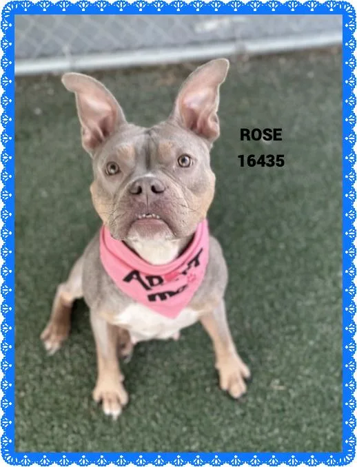 Rose thumbnail 3