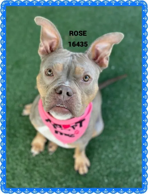 Rose thumbnail 5