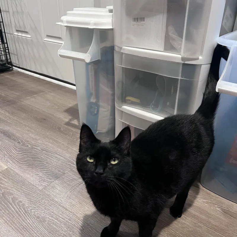 Deliliah thumbnail 2