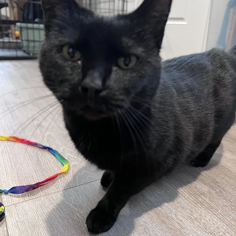 Deliliah thumbnail 4