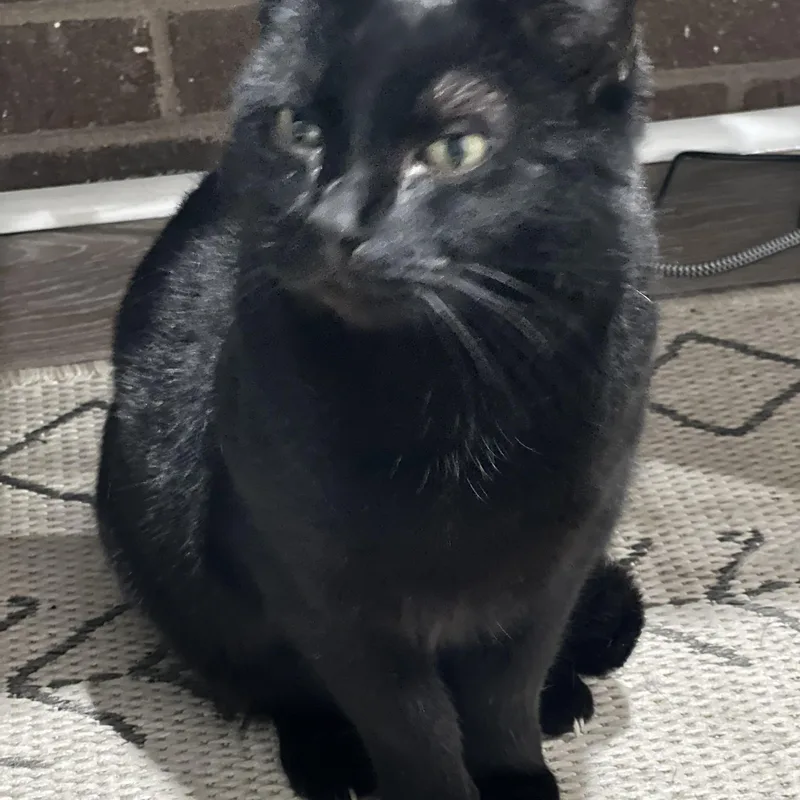 Deliliah thumbnail 5