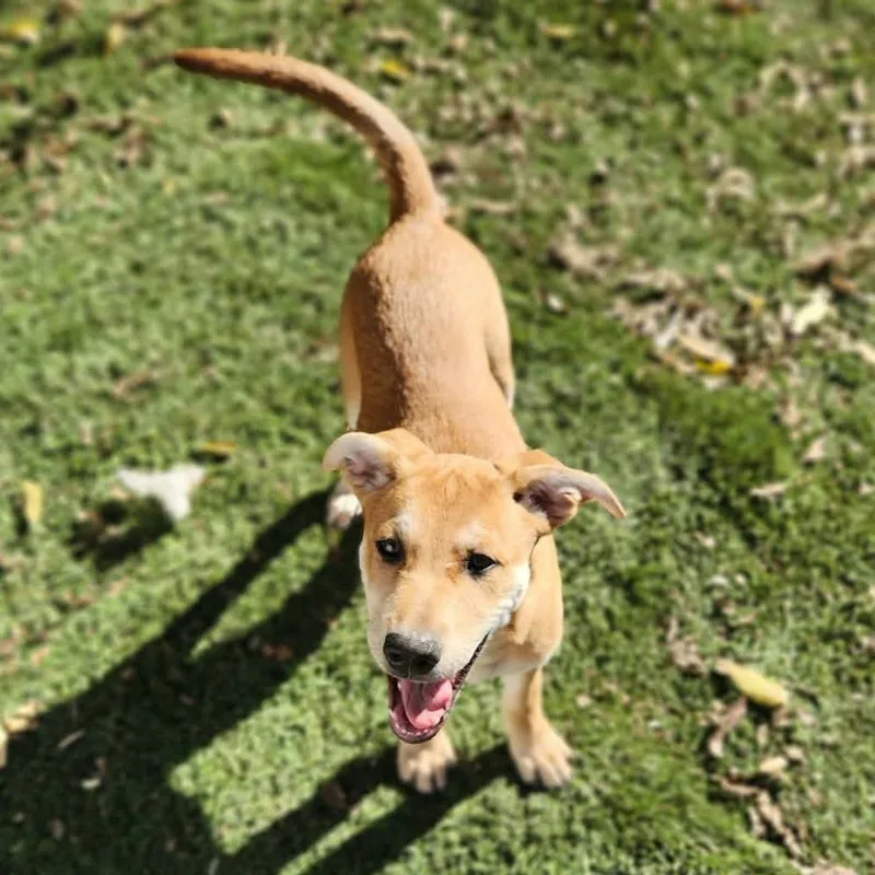 Cypress Dd thumbnail 3