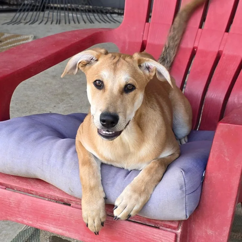 Cypress Dd thumbnail 4