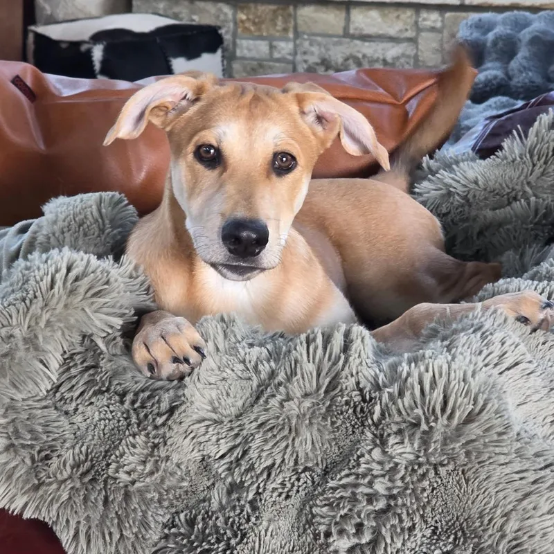 Cypress Dd thumbnail 6