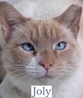 Joly & Tyson thumbnail 2