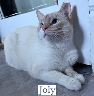 Joly & Tyson thumbnail 3