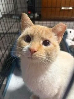 Joly & Tyson thumbnail 4