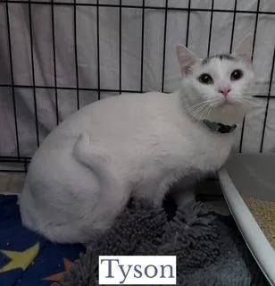 Tyson thumbnail 5