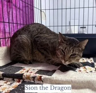 Sion The Dragon thumbnail 2