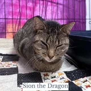 Sion The Dragon thumbnail 3