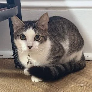 Rorschach thumbnail 3