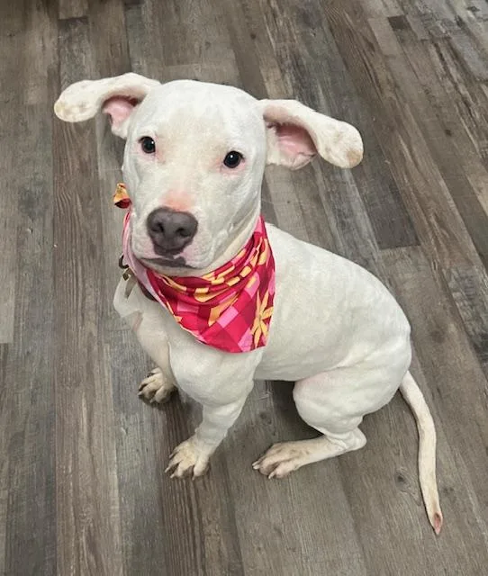 Sugar Plum thumbnail 2