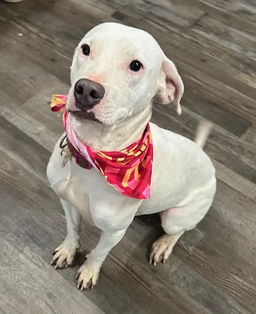 Sugar Plum thumbnail 3