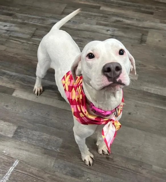 Sugar Plum thumbnail 4