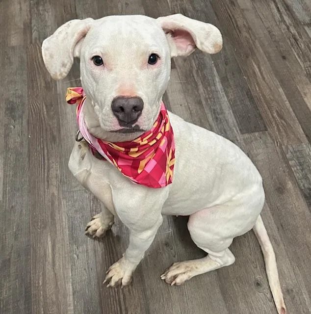 Sugar Plum thumbnail 5