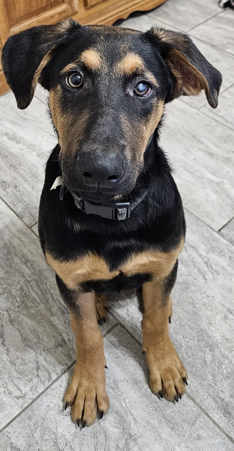 A baby large-sized male Bicolor German Shepherd Dog dog named Merlin for adoption in Cincinnati, OH