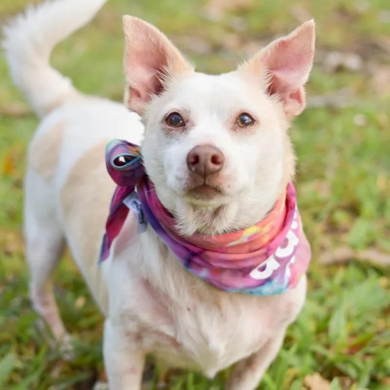 Tortilla thumbnail 2