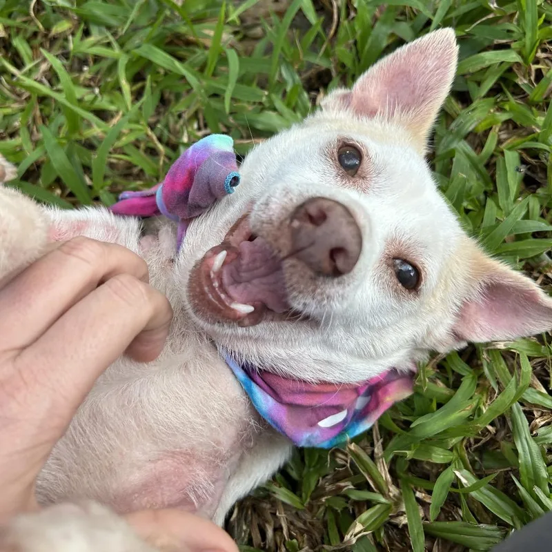 Tortilla thumbnail 3